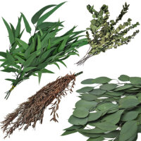 Eukalyptus