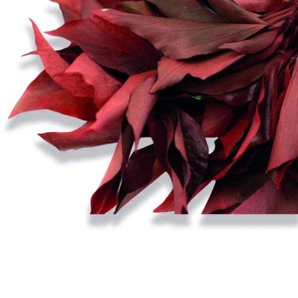 Stabilisierter Efeu - Hedera - Rot - Strauß 150 Gramm