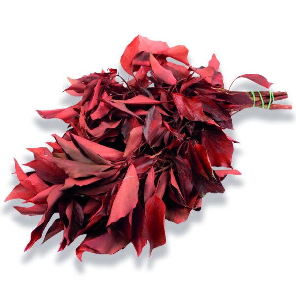 Stabilisierter Efeu - Hedera - Rot - Strau 150 Gramm, 15,99