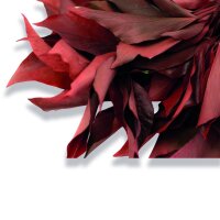 Stabilisierter Efeu - Hedera - Rot - Strauß 150 Gramm