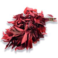 Stabilisierter Efeu - Hedera - Rot - Strauß 150 Gramm