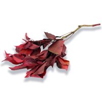 Stabilisierter Efeu - Hedera - Rot - Strauß 150 Gramm