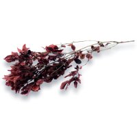 Stabilisierter Pittosporum Klebsamen - Farbe Rot -100 Gramm Bund
