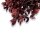 Stabilisierter Pittosporum Klebsamen - Farbe Rot -100 Gramm Bund