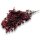 Stabilisierter Pittosporum Klebsamen - Farbe Rot -100 Gramm Bund
