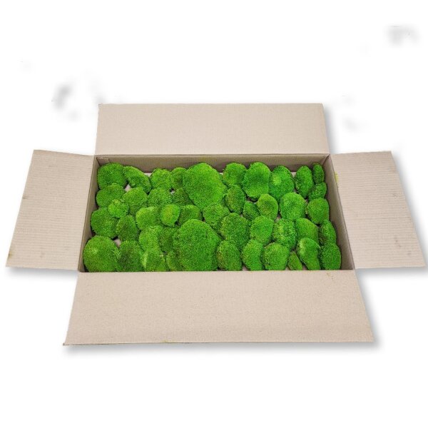 Canopy Polstermoos Konserviert - Farbe Hellgrün - 0,60 - 0,80 qm pro Karton
