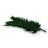 Stabilisierte Farne - Felsenfarn - Farbe Grün