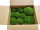 Polstermoos - Waldgrün - Lose verpackt - 0,10 qm pro Karton