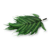 Stabilisierte Farne - Argyrea Farn - Farbe Grün