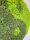 Moosbild - Islandmoos - Yin Yang - Alurahmen Rund - Durchmesser 60 cm