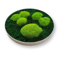 Moosbild - Wald- und Polstermoos Grün - Alurahmen Rund
