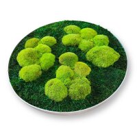Moosbild - Wald- und Polstermoos Grün - Alurahmen Rund