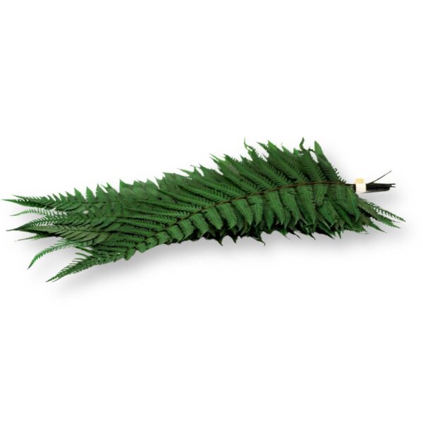 Stabilisierte Farne - Parchment Farn - Farbe Grn, 21,99