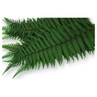 Stabilisierte Farne - Pergament Farn - Farbe Grün