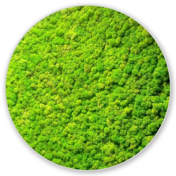 Moosbild Islandmoos - Frühlingsgrün - Alurahmen Rund - Durchmesser 40 cm - Alufarbend Gebürstet