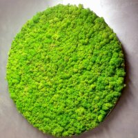Moosbild Islandmoos - Frühlingsgrün - Alurahmen Rund - Durchmesser 80 cm - Weiss Lackiert