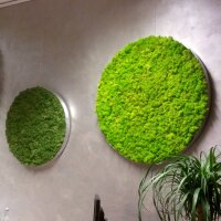 Moosbild Islandmoos - Frühlingsgrün - Alurahmen Rund - Durchmesser 80 cm - Weiss Lackiert