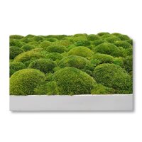 50 x 50 cm-Weiß Lackiert