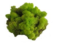 Konserviertes Islandmoos - Frühlingsgrün - Lose verpackt - VPE 5 Kilogramm