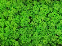 Konserviertes Islandmoos - Helles Grasgrün - Lose verpackt 450 Gramm