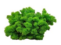 Konserviertes Islandmoos - Helles Grasgrün - Lose verpackt - VPE 450 Gramm