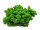 Konserviertes Islandmoos - Helles Grasgrün - Lose verpackt - VPE 450 Gramm