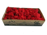 Konserviertes Islandmoos - Rot - Lose verpackt - VPE 450...