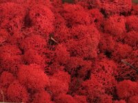 Konserviertes Islandmoos - Rot - Lose verpackt - VPE 450 Gramm