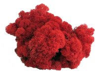 Konserviertes Islandmoos - Rot - Lose verpackt - VPE 450 Gramm