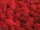 Konserviertes Islandmoos - Rot - Lose verpackt - VPE 450 Gramm