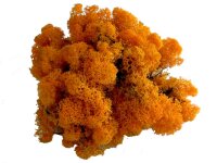 Konserviertes Islandmoos - Orange - Lose verpackt