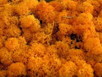 Konserviertes Islandmoos - Orange - Lose verpackt - VPE 450 Gramm