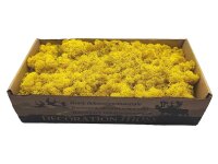 Konserviertes Islandmoos - Zitronengelb - Lose verpackt
