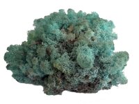 Konserviertes Islandmoos - Aquamarin - Lose verpackt - 450 Gramm