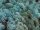 Konserviertes Islandmoos - Aquamarin - Lose verpackt - 450 Gramm