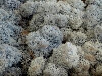 Konserviertes Islandmoos - Eisblau - Lose verpackt