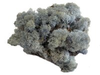 Konserviertes Islandmoos - Eisblau - Lose verpackt