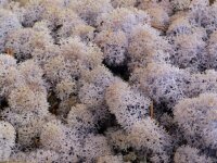 Konserviertes Islandmoos - Lavendel - Lose verpackt - 450 Gramm