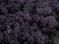 Konserviertes Islandmoos - Aubergine - Lose verpackt