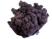 Konserviertes Islandmoos - Aubergine - Lose verpackt