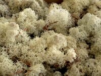 Konserviertes Islandmoos - Natur - Lose verpackt