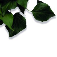 Stabilisierter Efeu - Hedera - Grün - Strauß...