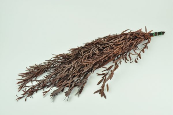 Stabilisierte Pflanzen - Eukalyptus Nicoli Rot
